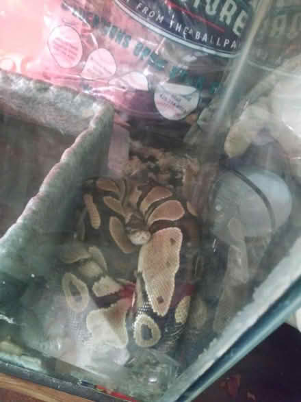 Photo of free Ball python (Fairwood) #1