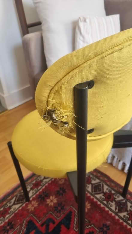Photo of free Yellow dining chair (N16 Stoke Newington) #3