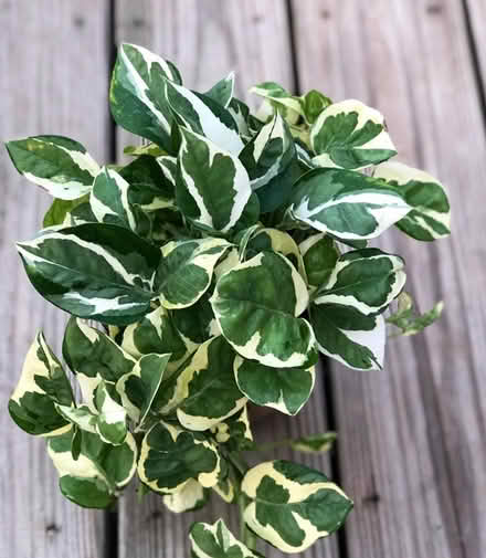 Photo of Various pothos (Kanata. Stittsville) #1