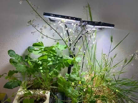 Photo of free Fish Aquatic Hydroponics Set Up (Thornton, co) #4