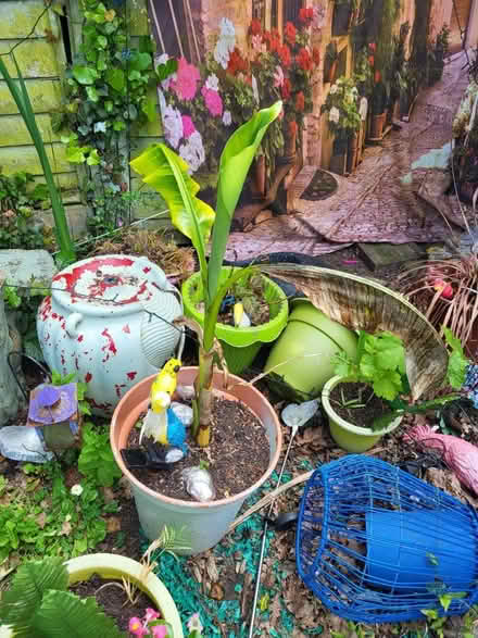 Photo of free Plants (Rivenhall CM8) #1