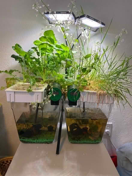 Photo of free Fish Aquatic Hydroponics Set Up (Thornton, co) #2