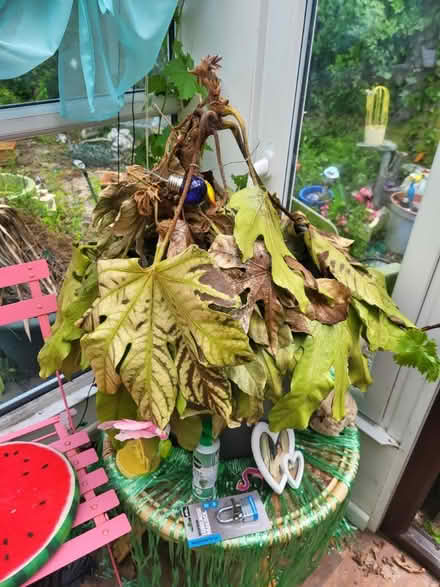 Photo of free Plants (Rivenhall CM8) #3