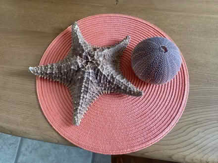 Photo of free Starfish (Waterlooville PO8) #1