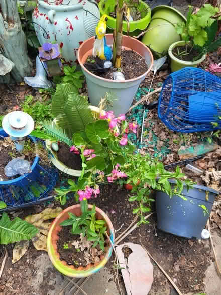 Photo of free Plants (Rivenhall CM8) #2
