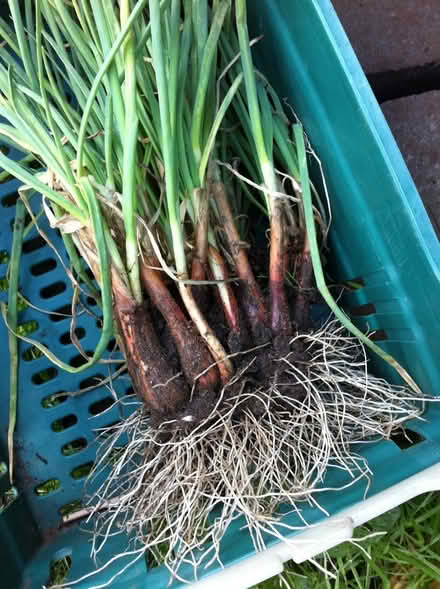 Photo of Everlasting onions (LU6 dunstable) #1