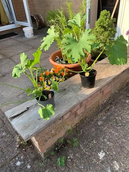 Photo of free Courgette plants (Cullompton) #1