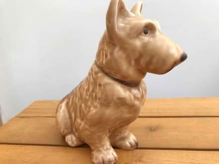Photo of free Sylvak dog , perfect condition (Southsea, Portsmouth PO4) #1