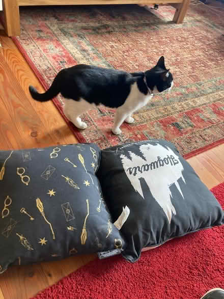 Photo of free 2 Harry Potter cushions (Newhaven EH6) #2