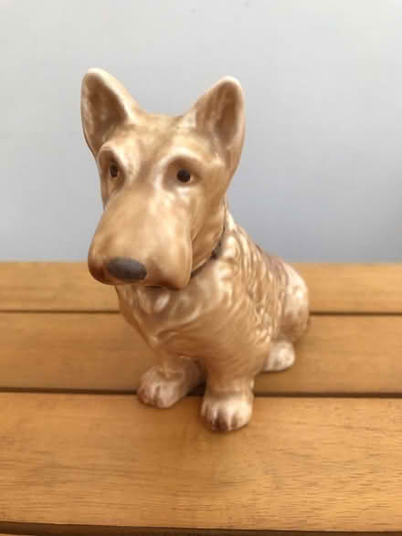 Photo of free Sylvak dog , perfect condition (Southsea, Portsmouth PO4) #2