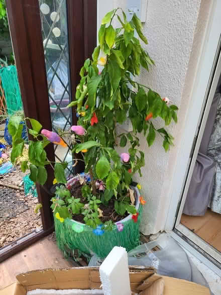 Photo of free Plants (Rivenhall CM8) #4