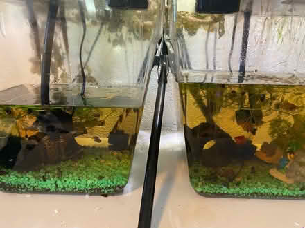 Photo of free Fish Aquatic Hydroponics Set Up (Thornton, co) #1