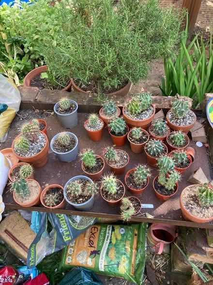 Photo of free Cacti (Central Norwich) #1