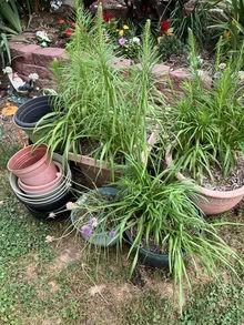 Photo of free Plants and pots #1