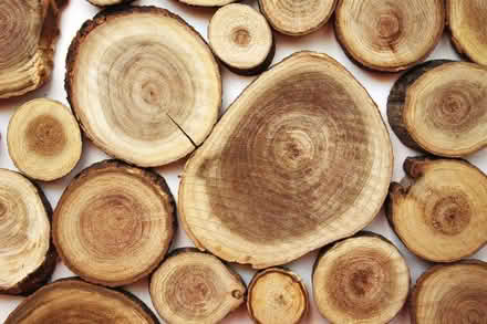 Photo of Wood Slices (Pasadena) #1