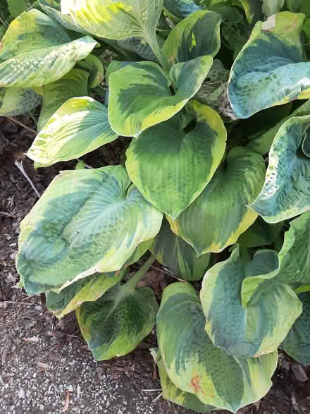 Photo of free Hostas (HILLSIDE wolf and butterfield) #1