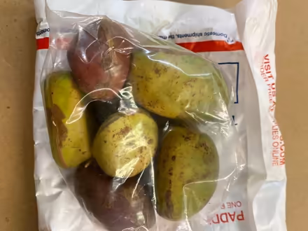 Photo of free Kola nuts (Mt Washington) #2