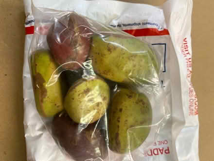 Photo of free Kola nuts (Mt Washington) #2