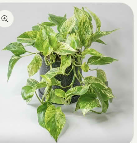 Photo of Various pothos (Kanata. Stittsville) #2