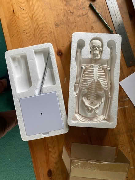 Photo of free Skeleton model with stand 17 in (Germantown) #3