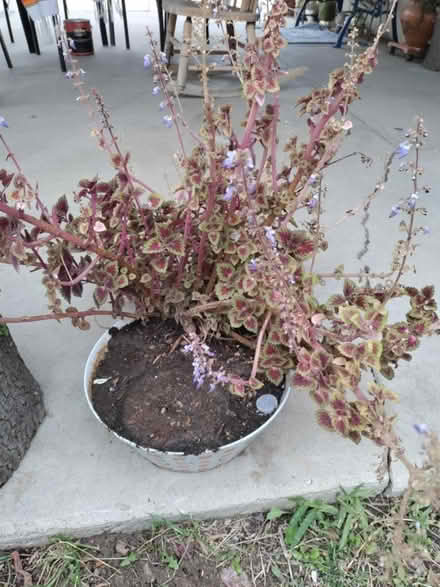 Photo of free plant with the planter (Highland) #2