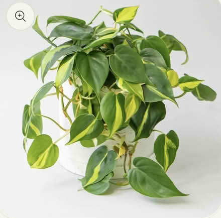 Photo of Various pothos (Kanata. Stittsville) #3