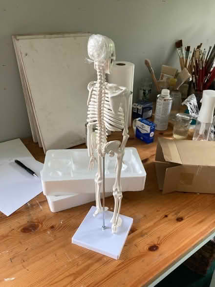 Photo of free Skeleton model with stand 17 in (Germantown) #2