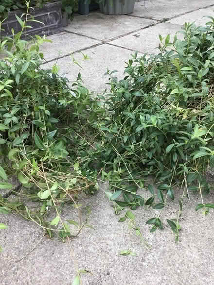 Photo of free Periwinkle (Chesterfield S43) #1