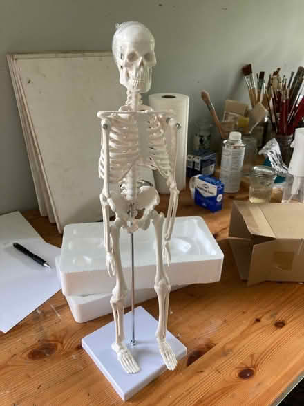 Photo of free Skeleton model with stand 17 in (Germantown) #1