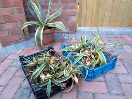Photo of free Agave offshoots (IP4) #1