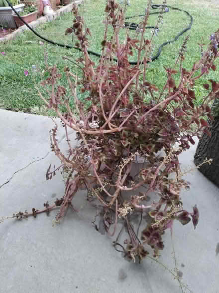 Photo of free plant with the planter (Highland) #1