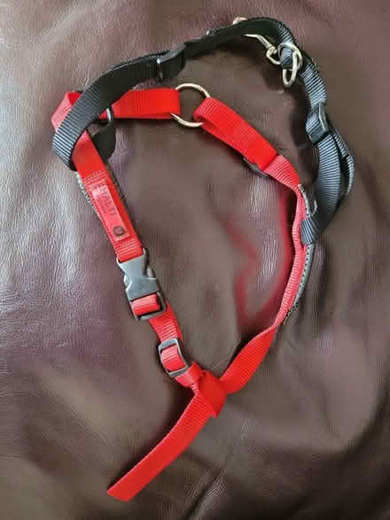 Photo of free Dog harness (Drum Brae EH4) #1