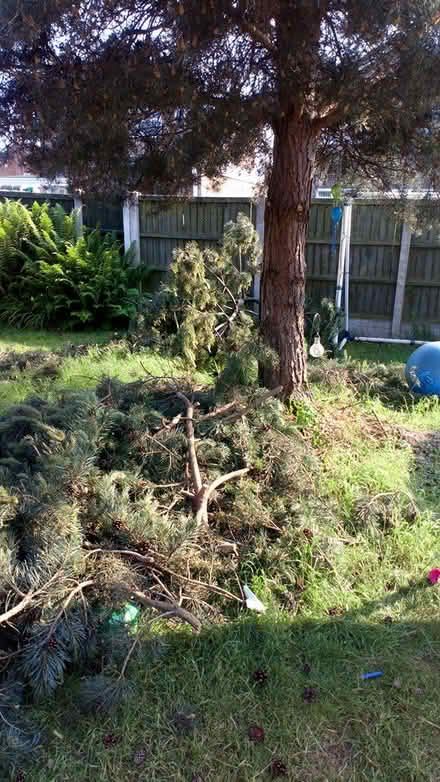 Photo of free Large pine tree branches (Hucknall) #1