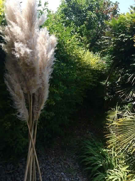 Photo of free Pampas grass (Upper Walthamstow E17) #1