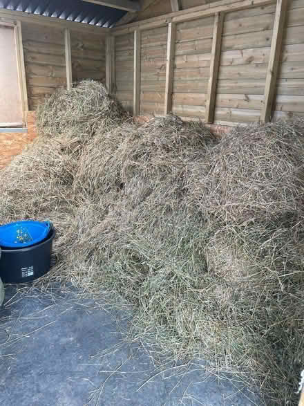Photo of free Rushes for animal bedding (Bolton, BL6) #1