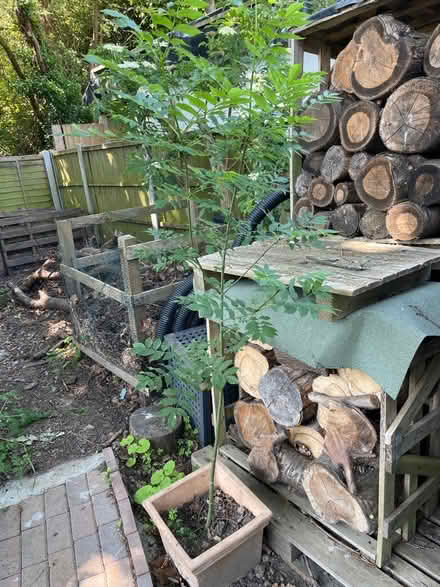 Photo of free Ash trees (Leigh-on-Sea SS9) #1