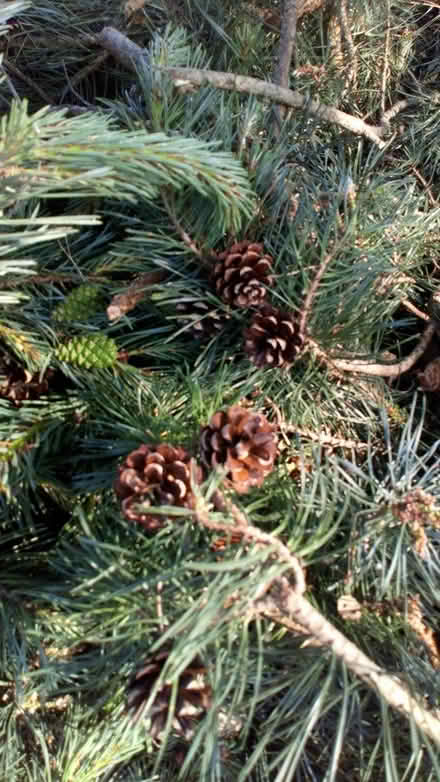 Photo of free Large pine tree branches (Hucknall) #3