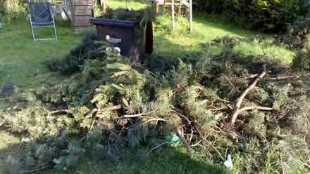 Photo of free Large pine tree branches (Hucknall) #2