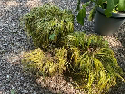 Photo of free Ornamental Grasses for Garden (Saughall - CH1) #2