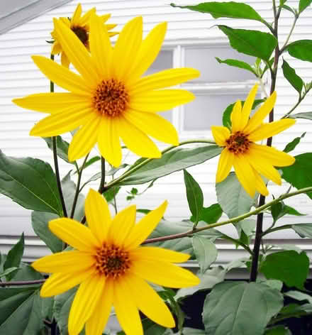 Photo of free Sunchokes (Near the experimental farm) #1
