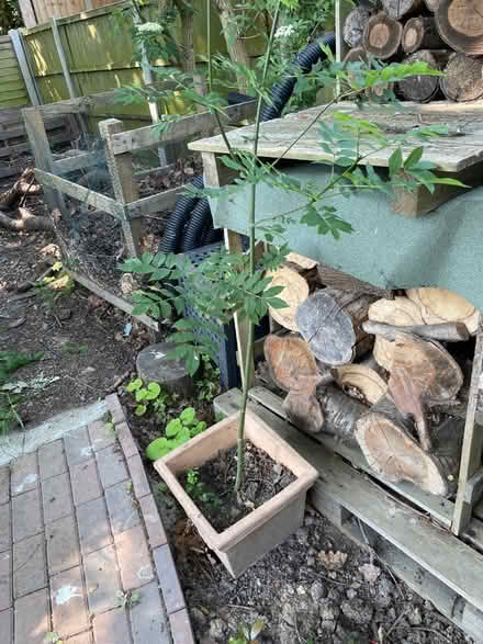 Photo of free Ash trees (Leigh-on-Sea SS9) #2