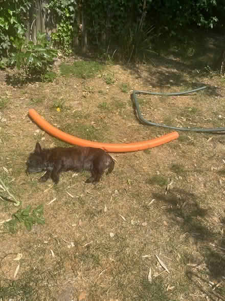 Photo of free Wiggles dog not included (At albans) #1