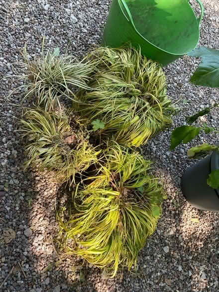 Photo of free Ornamental Grasses for Garden (Saughall - CH1) #1