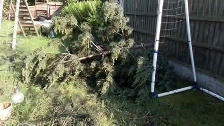 Photo of free Large pine tree branches (Hucknall) #4