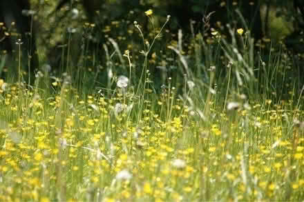 Photo of Wildflower seeds (ST3 Lightwood) #1
