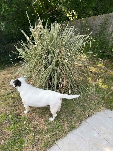 Photo of free Pampuss Grass (Hurst Green TN19) #1