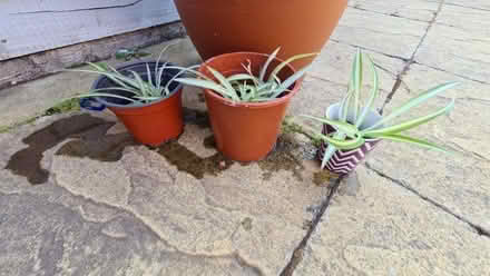 Photo of free Spider Plants (Kempston MK42) #1