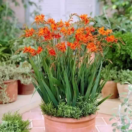 Photo of free Ixia bulbs (Old Palo Alto) #1