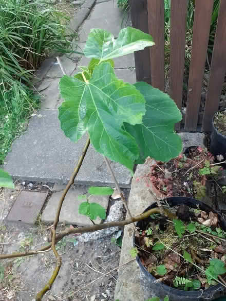 Photo of free Small saplings in pots (HX7) #1