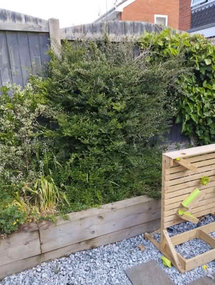 Photo of free Box leaf honeysuckle bush (Stone, ST15) #1